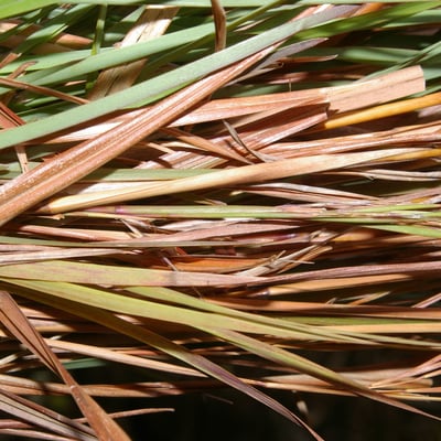Andropogon glomeratus — bark