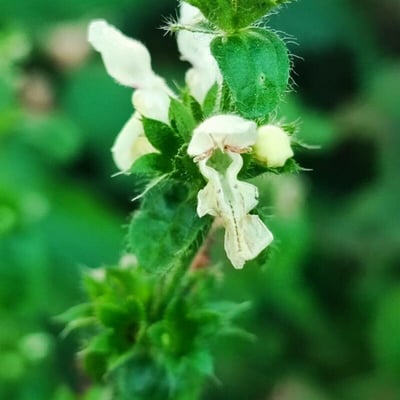 Stachys recta — flower