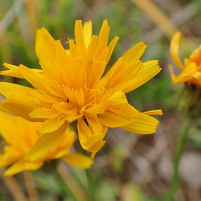 Scorzoneroides helvetica — flower