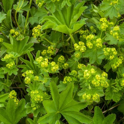 Alchemilla acutiloba — flower