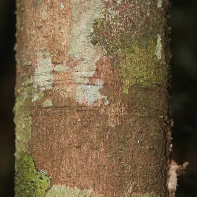 Aniba parviflora — bark