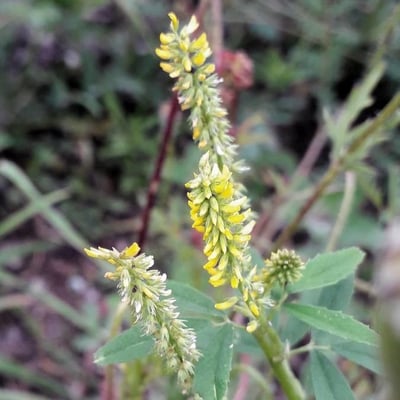 Melilotus indicus — flower