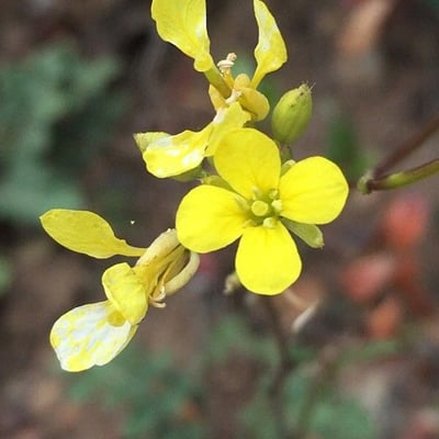 Diplotaxis tenuifolia — flower