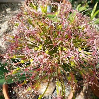 Boophone disticha — flower