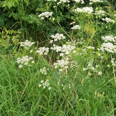 Chaerophyllum bulbosum — flower
