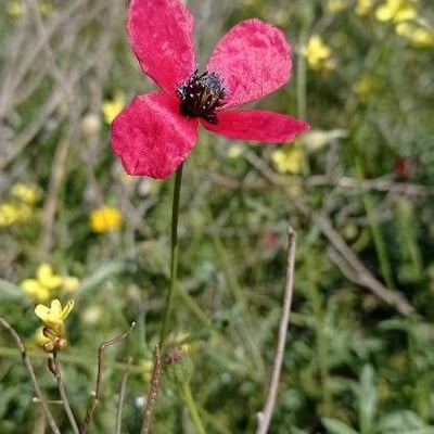 Papaver hybridum — flower