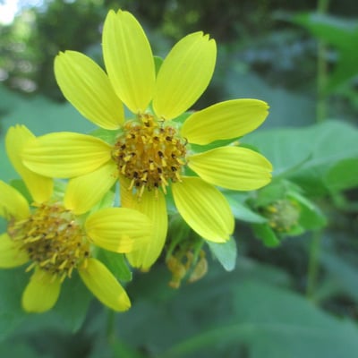 Smallanthus uvedalia — flower
