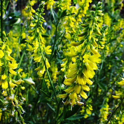 Melilotus altissimus — flower