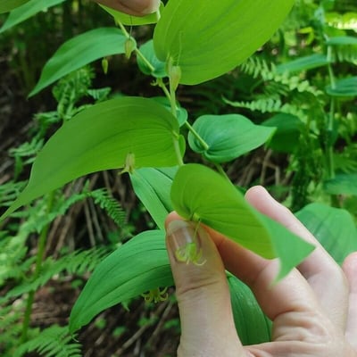 Streptopus amplexifolius — flower