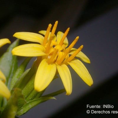 Trixis inula — flower
