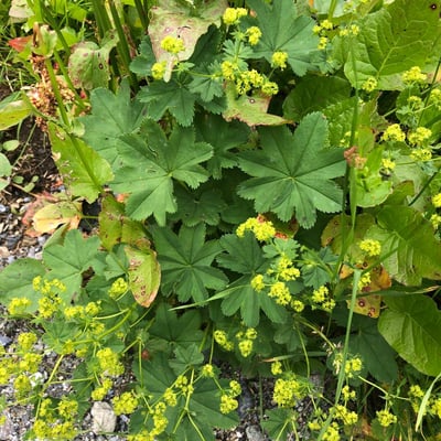 Alchemilla xanthochlora — flower