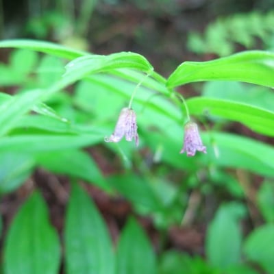 Streptopus lanceolatus — flower
