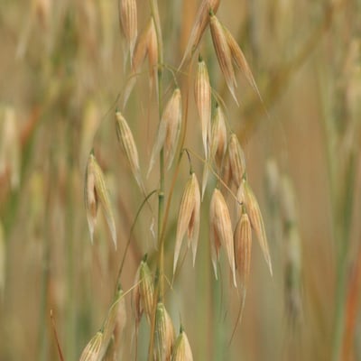 Avena sativa — flower