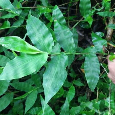 Oplismenus undulatifolius — leaf