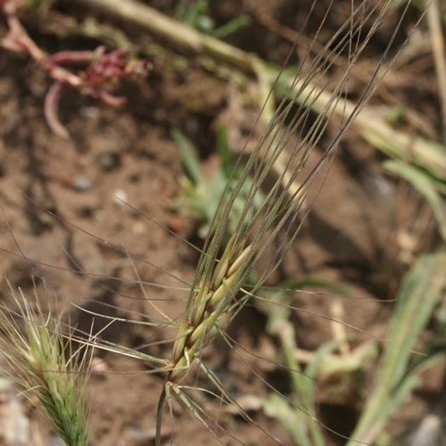 Taeniatherum caput-medusae — flower