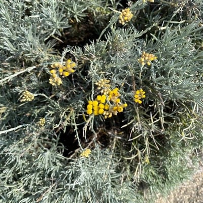 Chrysocephalum semipapposum — flower