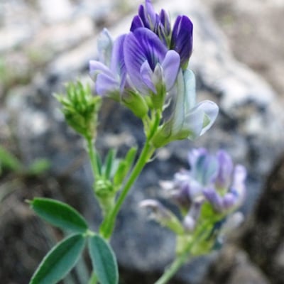 Medicago sativa — flower