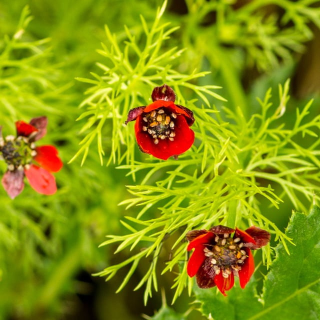 Adonis annua — flower