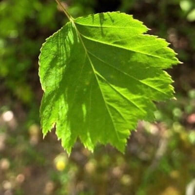 Crataegus macrosperma — leaf