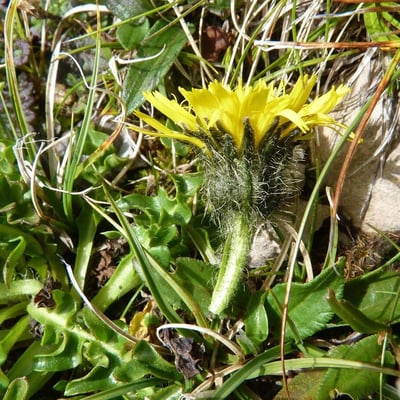 Scorzoneroides montana — flower
