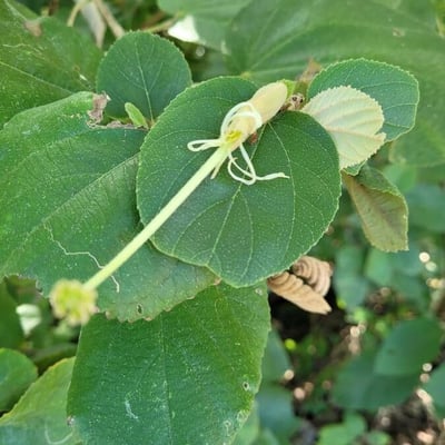 Helicteres isora — flower
