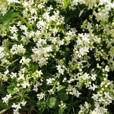 Galium saxatile — flower