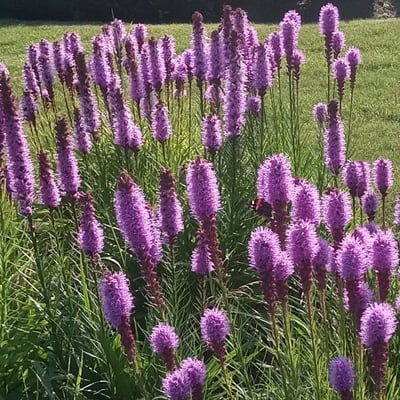 Liatris pycnostachya — flower