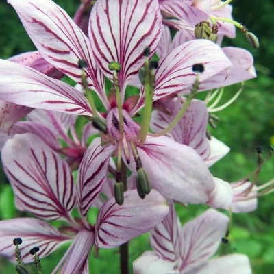 Dictamnus albus — flower