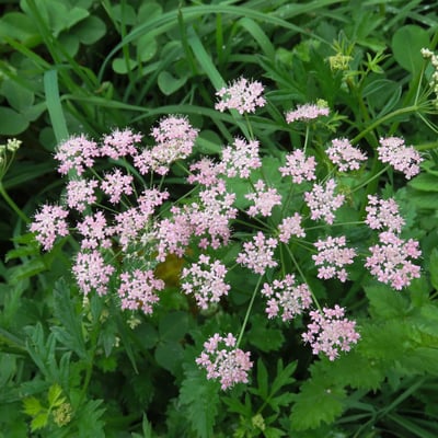 Pimpinella major — flower