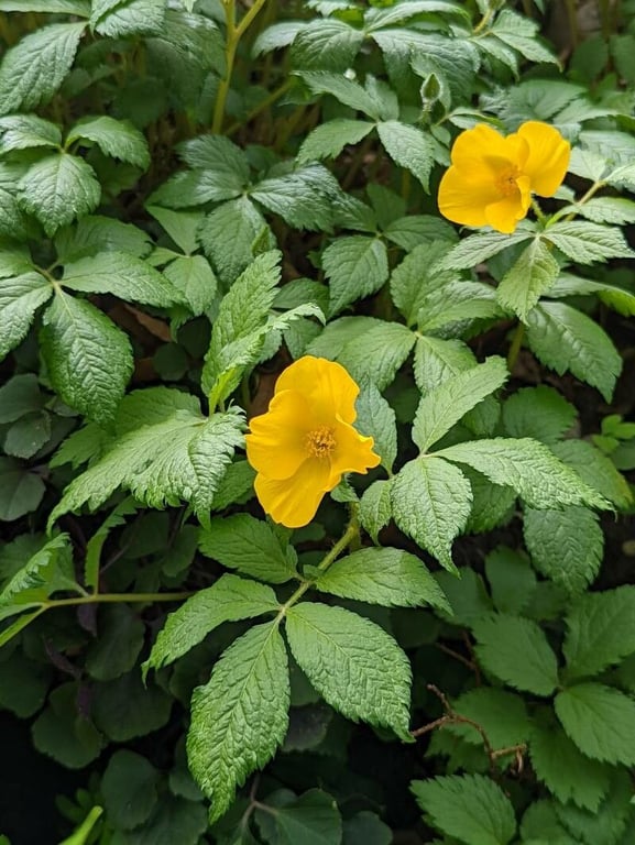 Forest-poppy