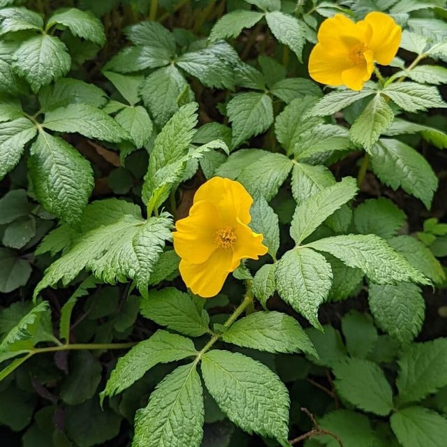 Forest-poppy