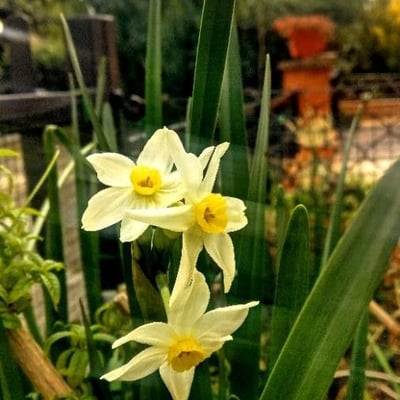 Narcissus tazetta — flower