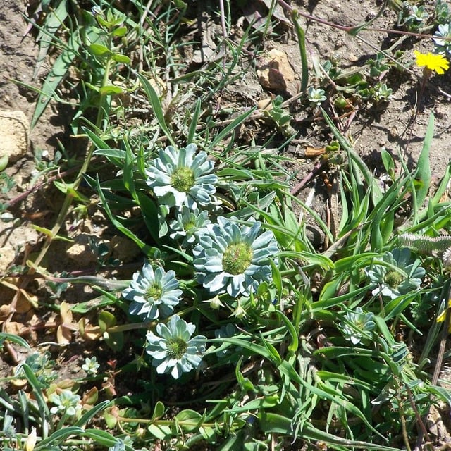 Filago pygmaea — flower