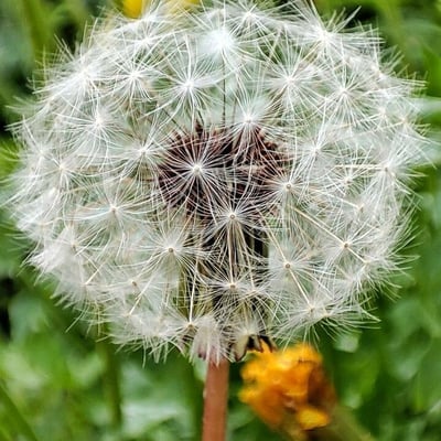 Taraxacum erythrospermum — flower