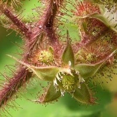 Rubus phoenicolasius — flower