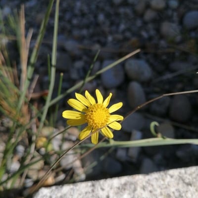 Thymophylla pentachaeta — flower