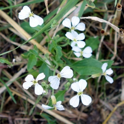 Raphanus raphanistrum — flower