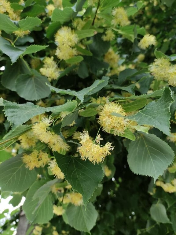 Amur lime