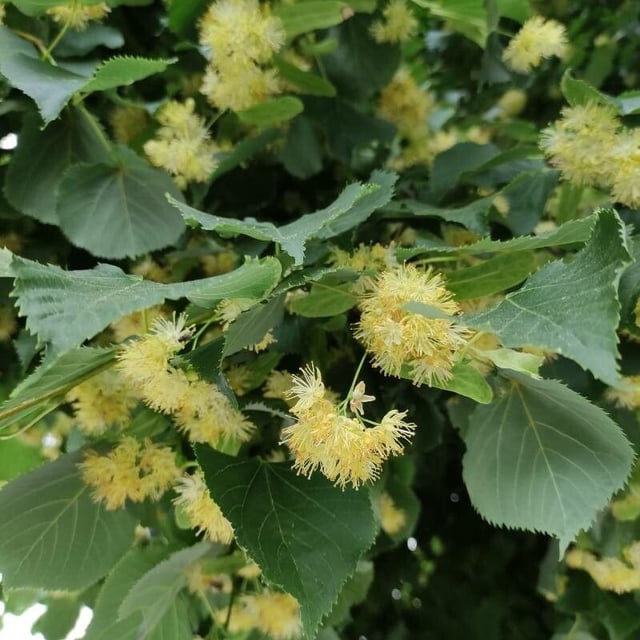 Amur lime