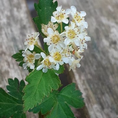 Neillia incisa — flower