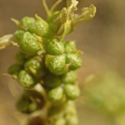 Ruta montana — flower