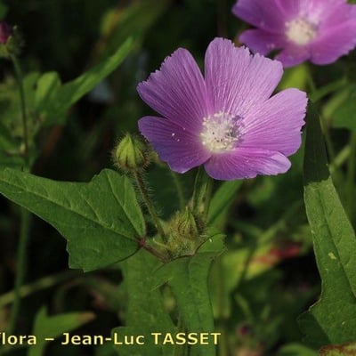 Anoda cristata — flower