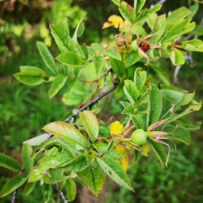 Rosa davurica — fruit