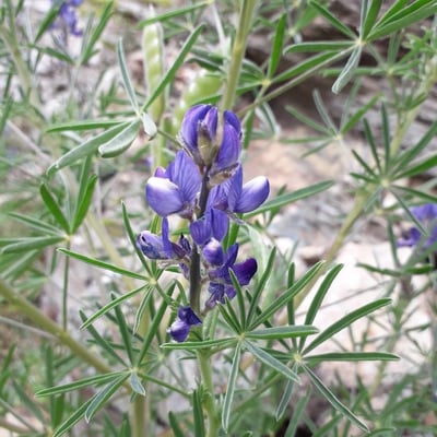 Lupinus angustifolius — flower