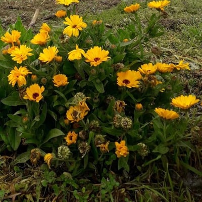 Calendula officinalis — flower