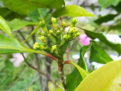 Clove