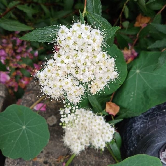 Spiraea media — flower