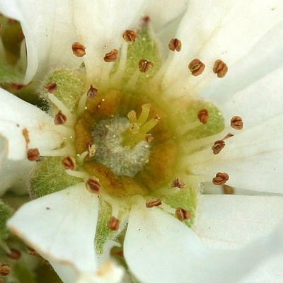 Amelanchier utahensis — flower