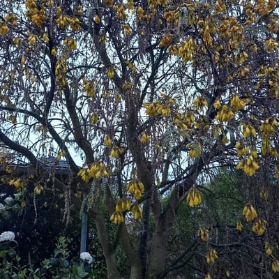 Sophora microphylla — flower
