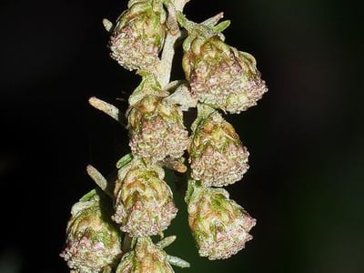 California sagebrush